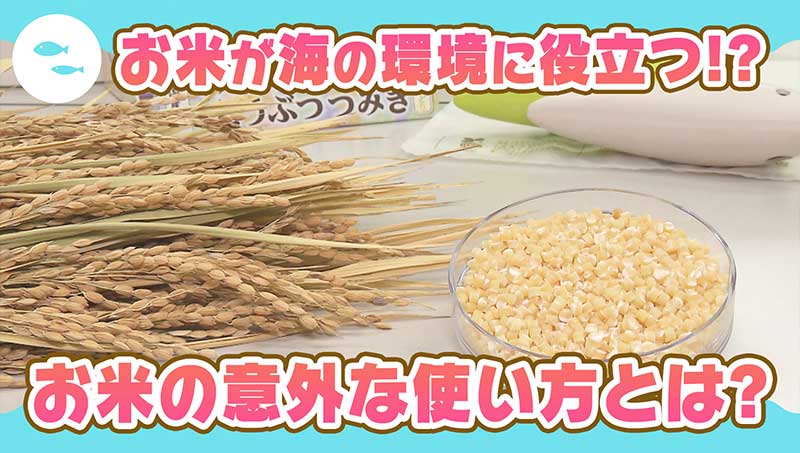 お米が海の環境に役立つ！？お米の意外な使い方とは？