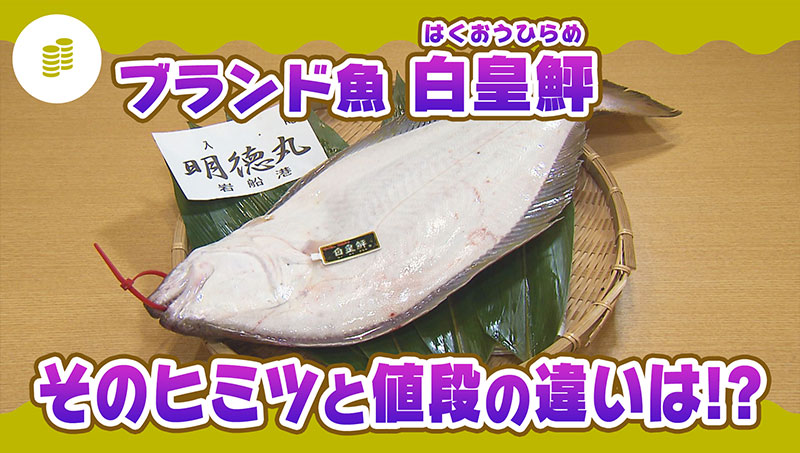 ブランド魚　白皇鮃(はくおうひらめ)そのヒミツと値段の違いは！？