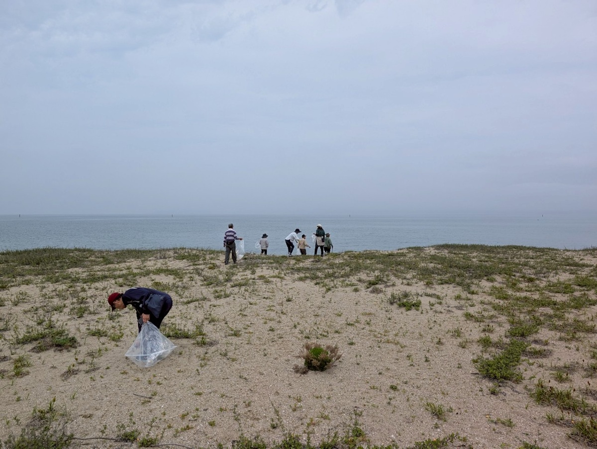 有明浜の海浜植物とアサギマダラ飛翔会