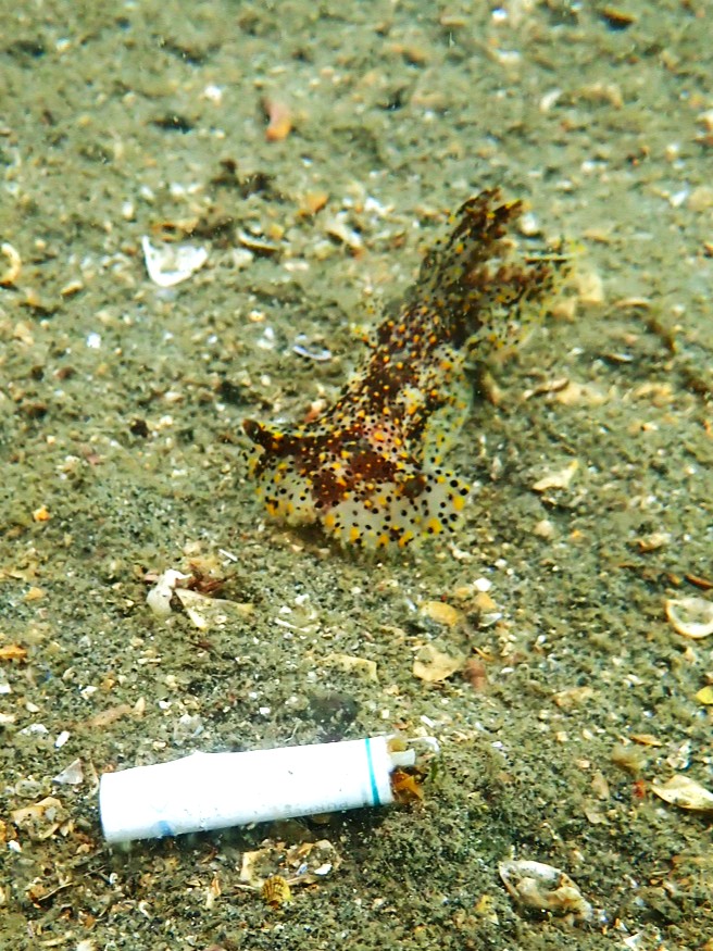 DIVE TERRY’S