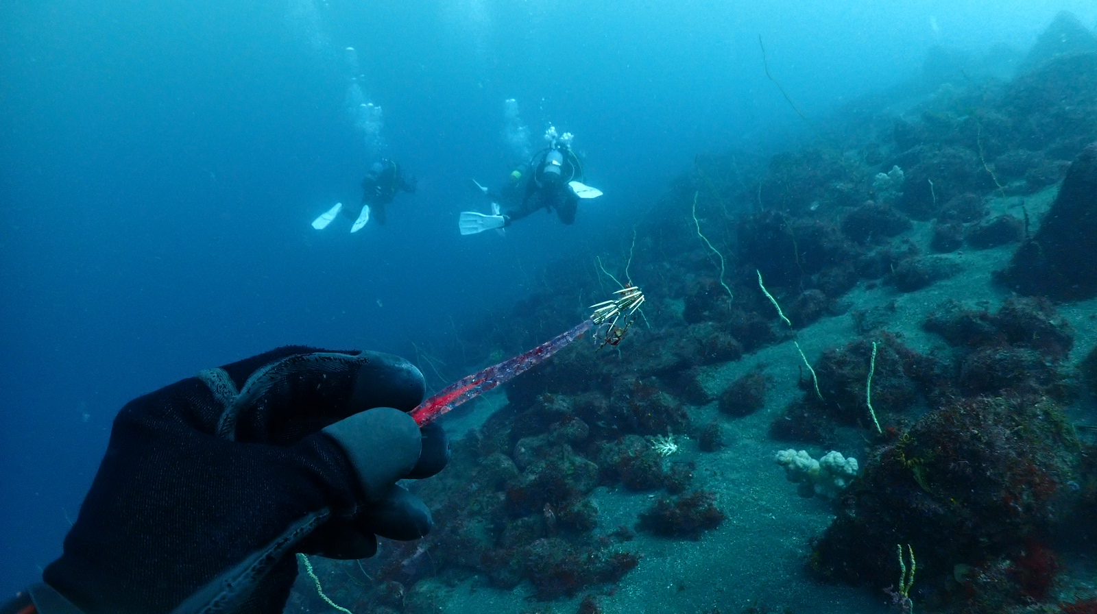 DIVE TERRY’S