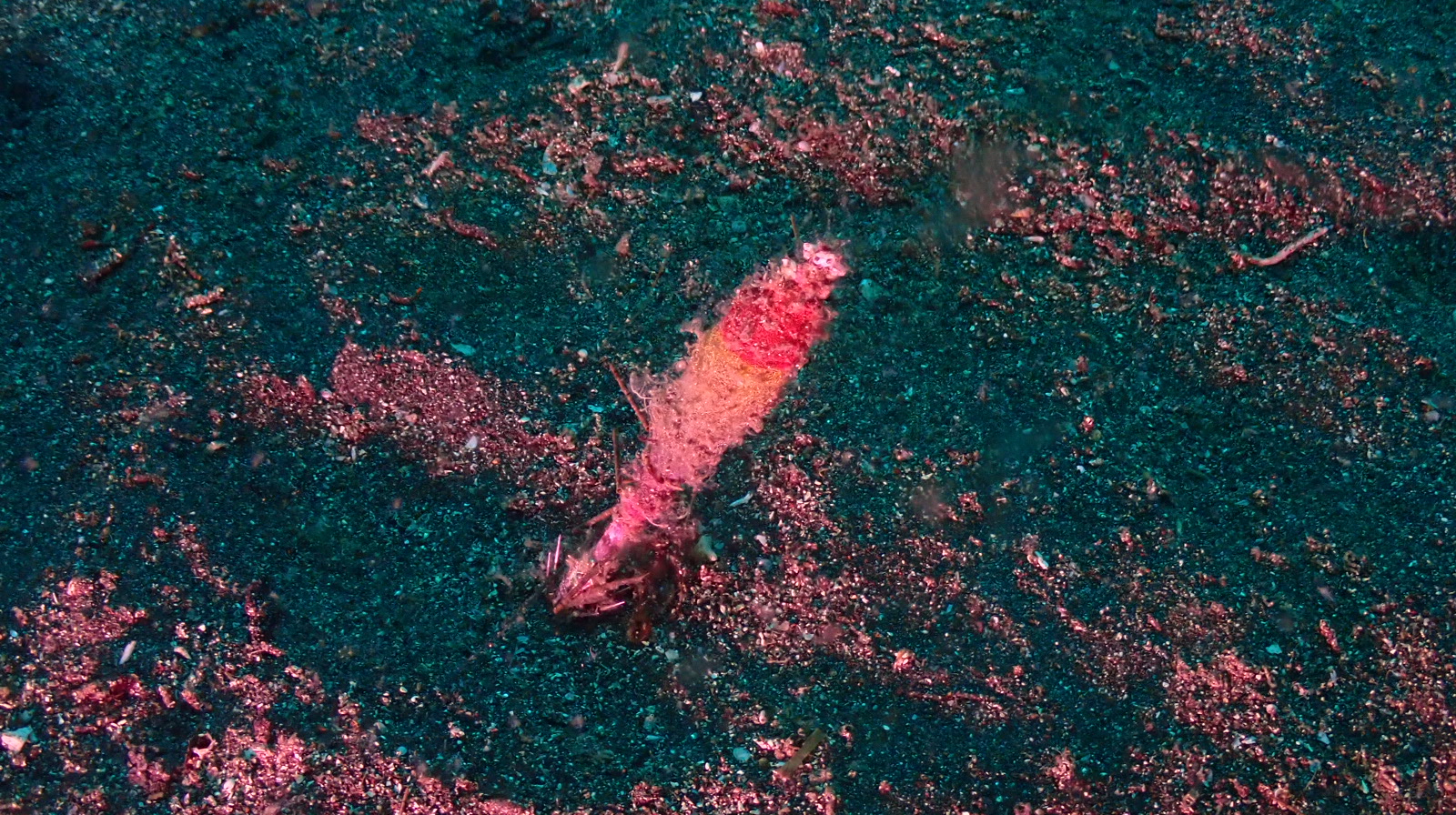 DIVE TERRY’S