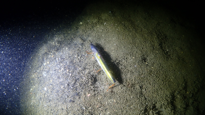 DIVE TERRY’S