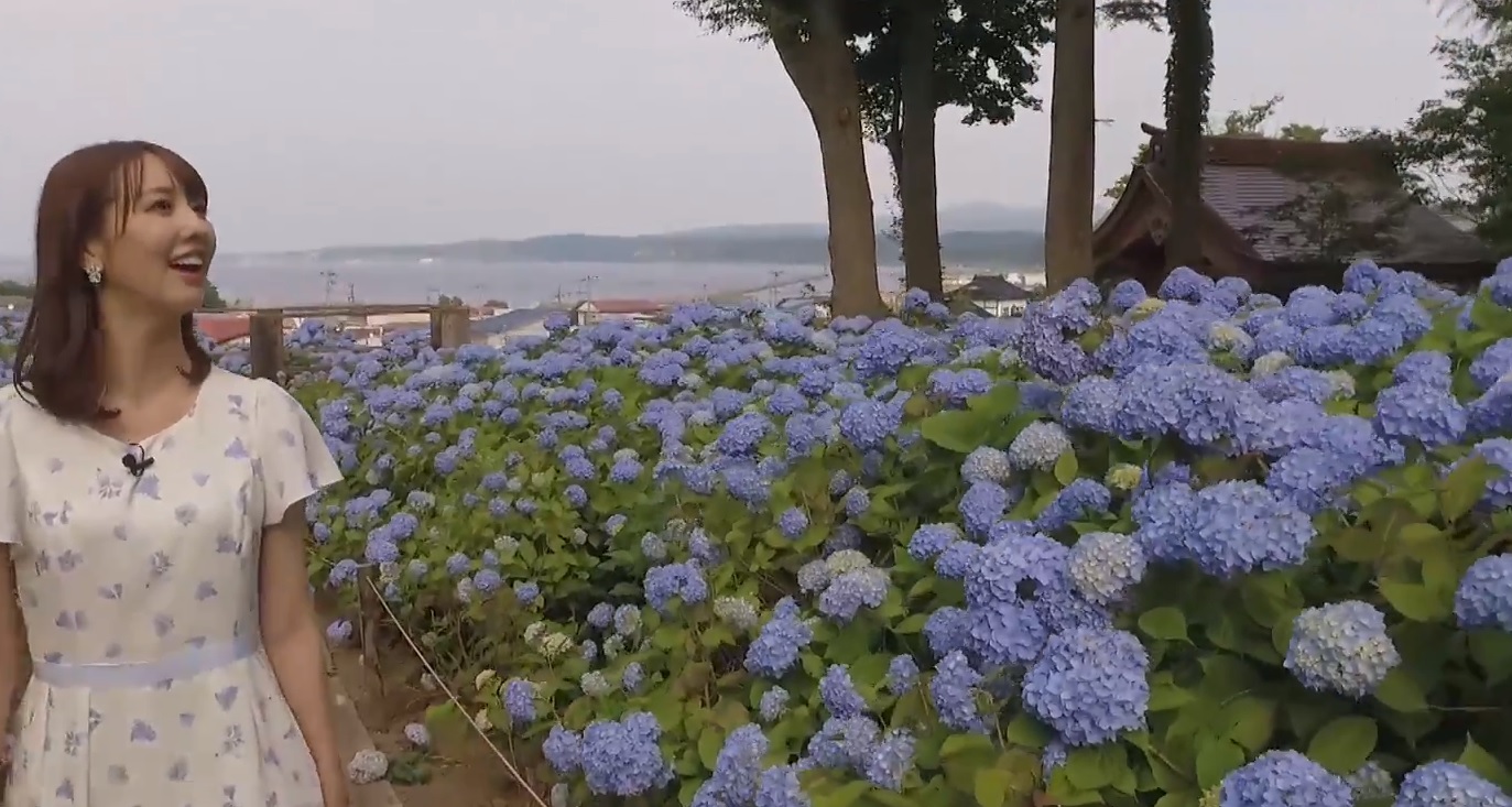 秋田県あじさい寺 海とアジサイの 青 が美しい絶景スポット紹介 海と日本project 日本財団