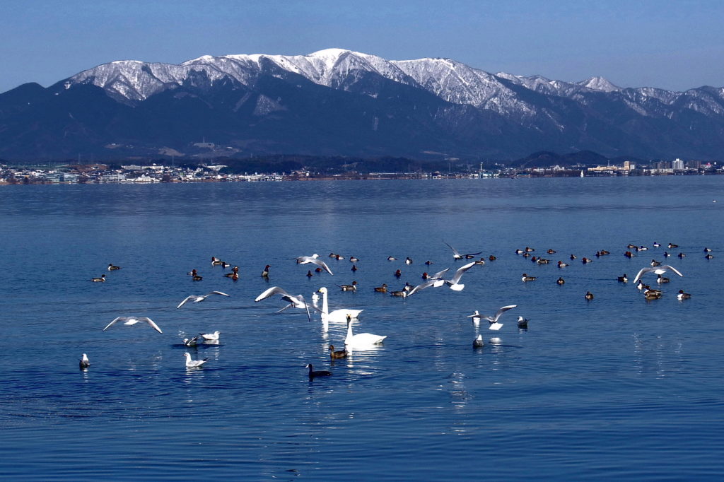 コハクチョウなどの渡り鳥が琵琶湖の冬の景色を彩る