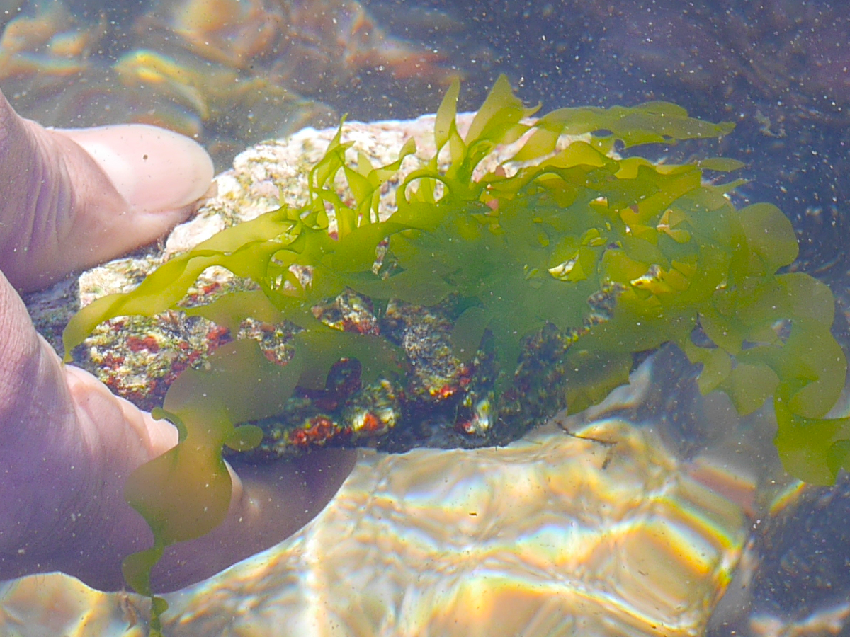 いろんな海藻を見よう さわろう 学ぼう 海藻の森探検 海と日本プロジェクト を開催 海と日本project 日本財団