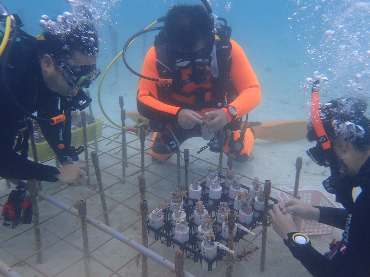 子どもたちとダイバーがタッグを組んでサンゴの再生を研究＆観察-2