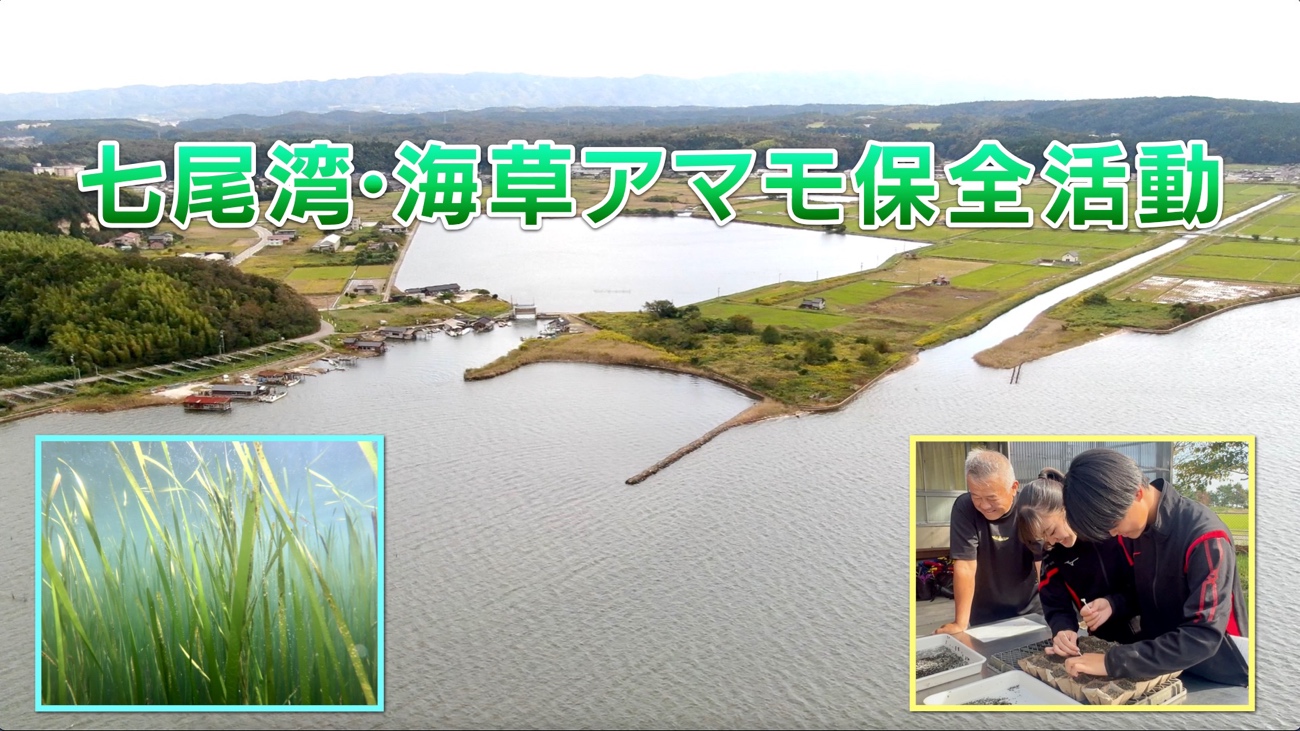 日本海側最大のアマモ場・七尾湾の種植え行事を今年も高校生と実施