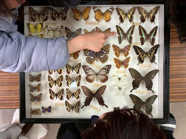 50年の記録・標本から学ぶ淡路島の海の今　南あわじ市のアフタースクールで授業を行いました！