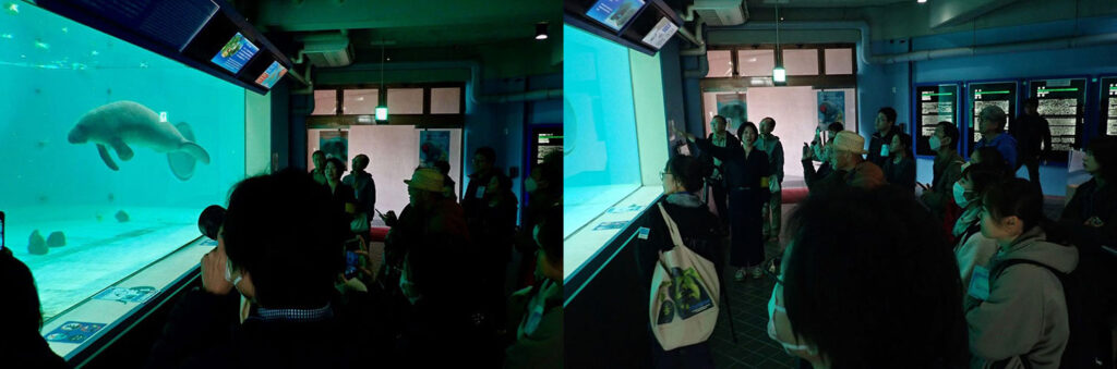 沖縄で学ぶ、ジュゴンとマナティーの最新情報　海牛シンポジウム（第8回海牛祭り）を開催しました！